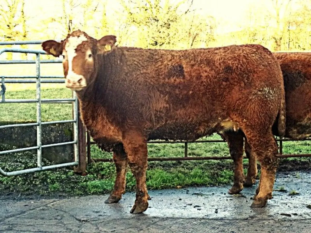 heifers - Image 1