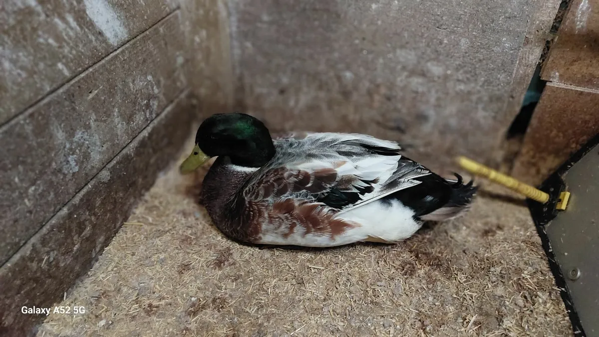 Ducks & Chickens - Image 1