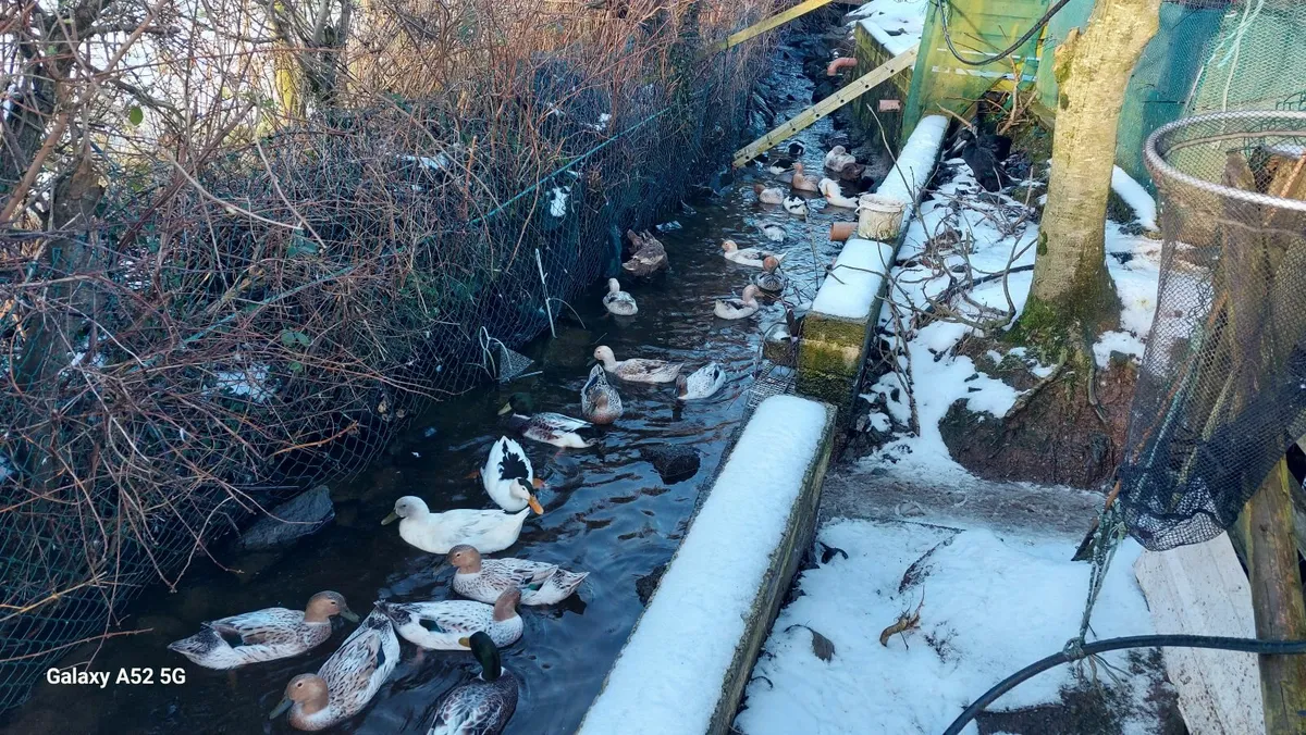 Ducks & Chickens - Image 2