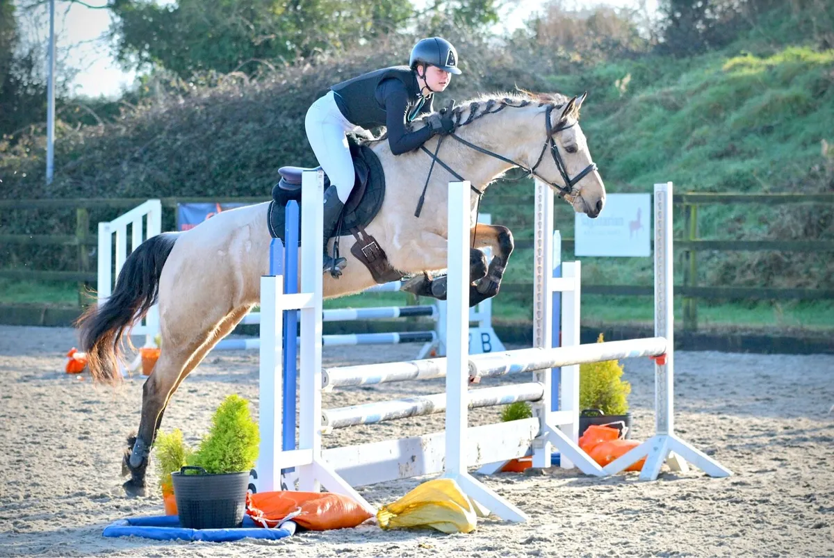 5 y/o Dun Connemara Mare - Image 1