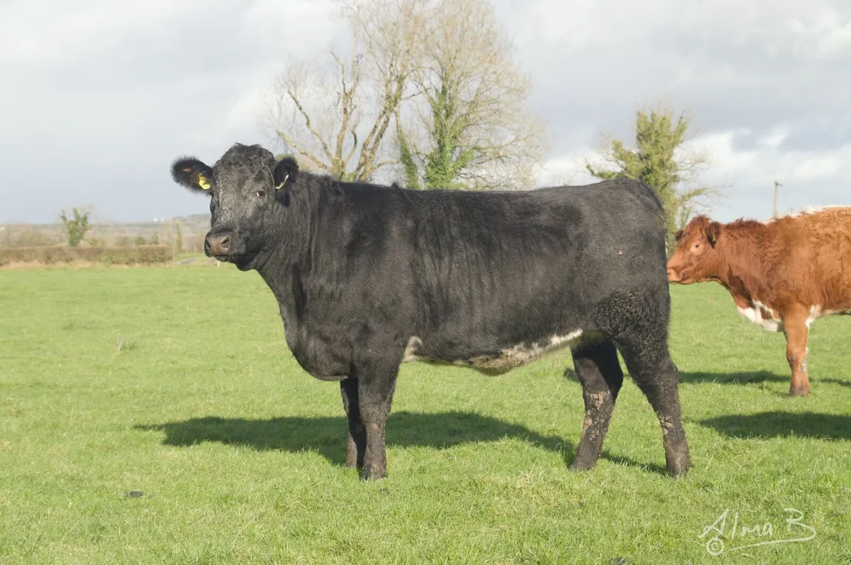 Sean Brennan's in-calf heifers, sale 3rd Feb 2026 - Image 2