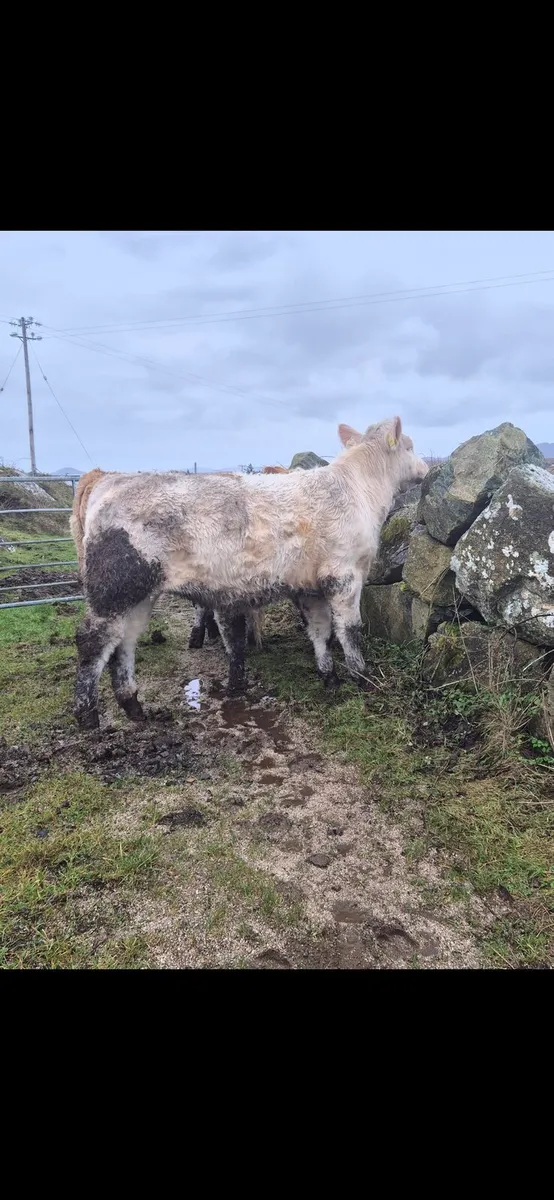 Maam cross mart - Image 1