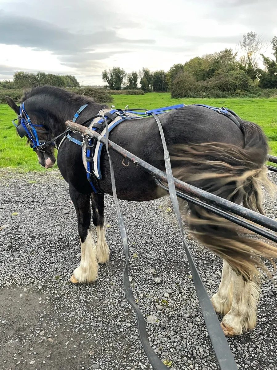Yearling colt - Image 3