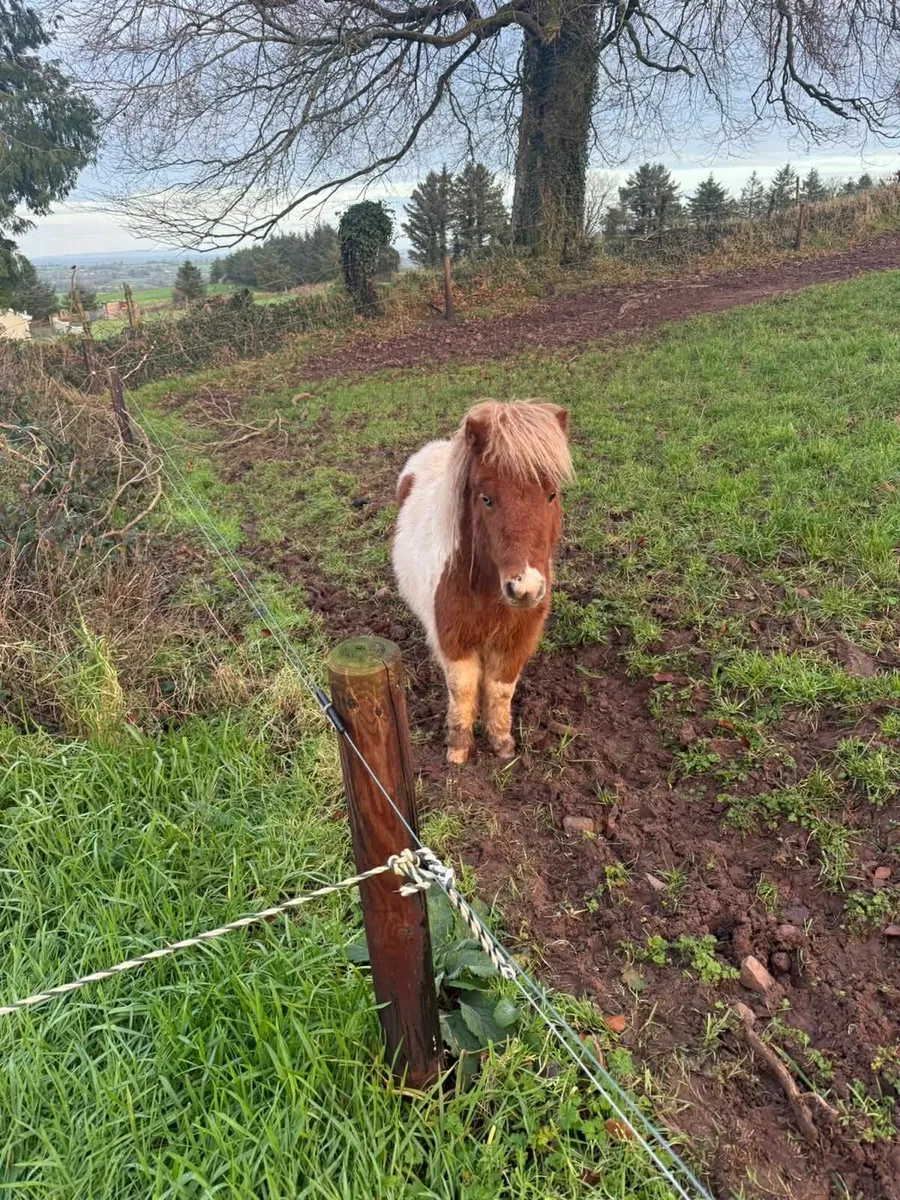 miniature pony - Image 1