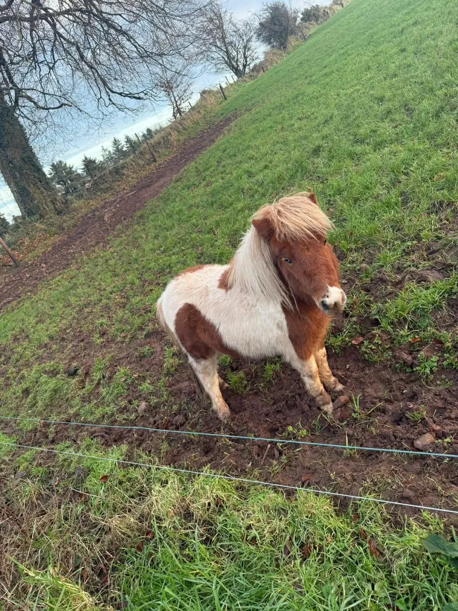 miniature pony - Image 2