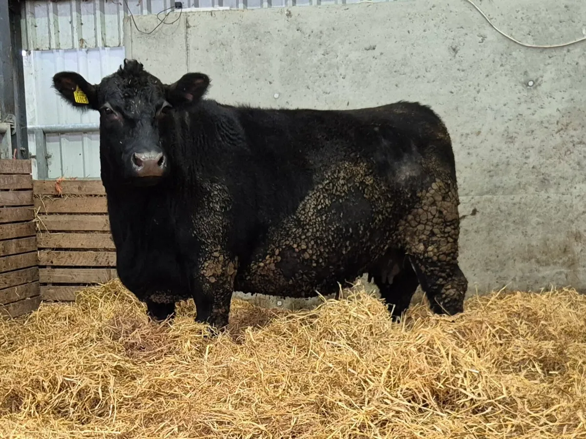 Outstanding AA COW - Image 1