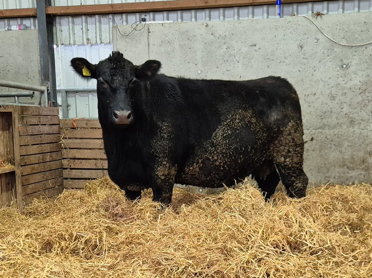 Outstanding AA COW - Image 2