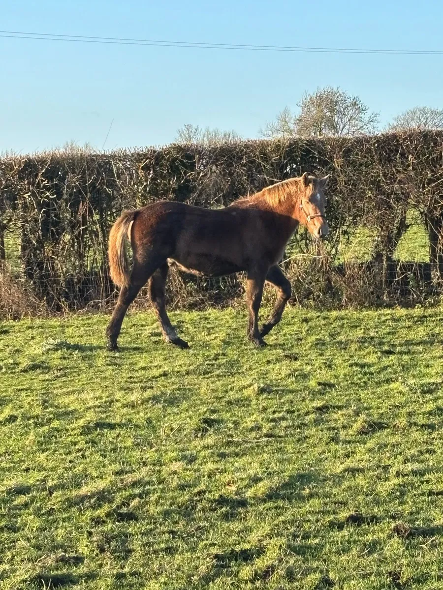 RID Colt Foal - Image 4