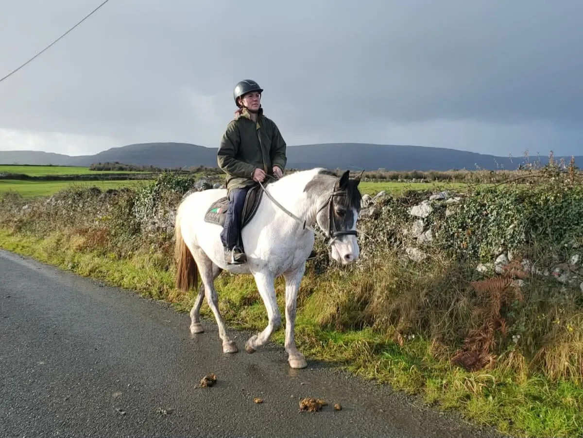 14.2 Coloured mare - Image 3