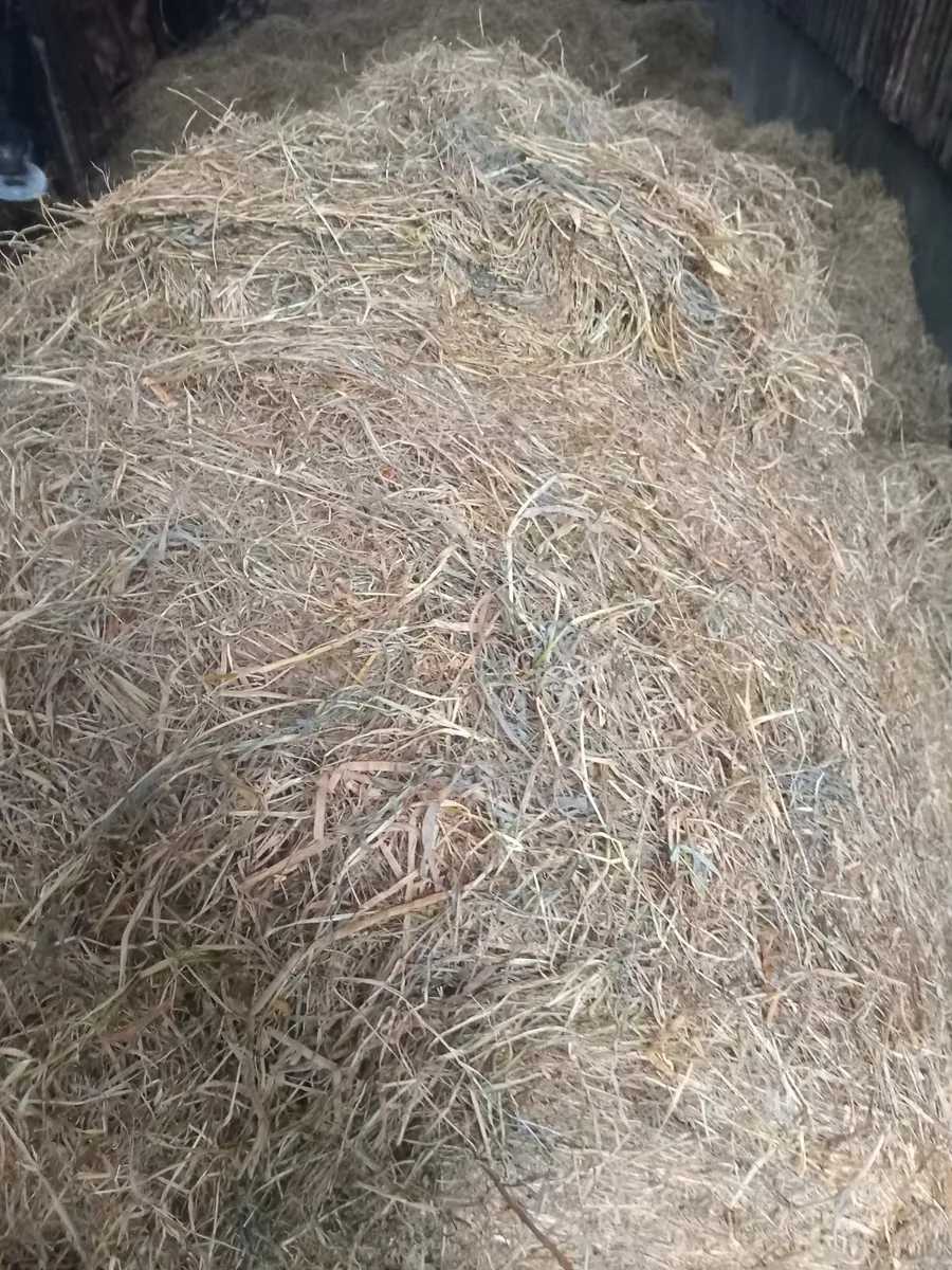 Round bales off haylage - Image 2
