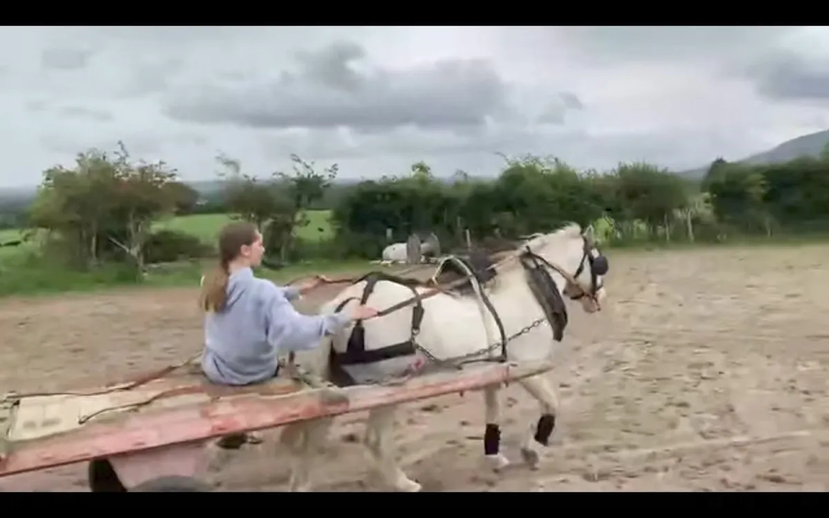 Mare ride drive 4sale - Image 2