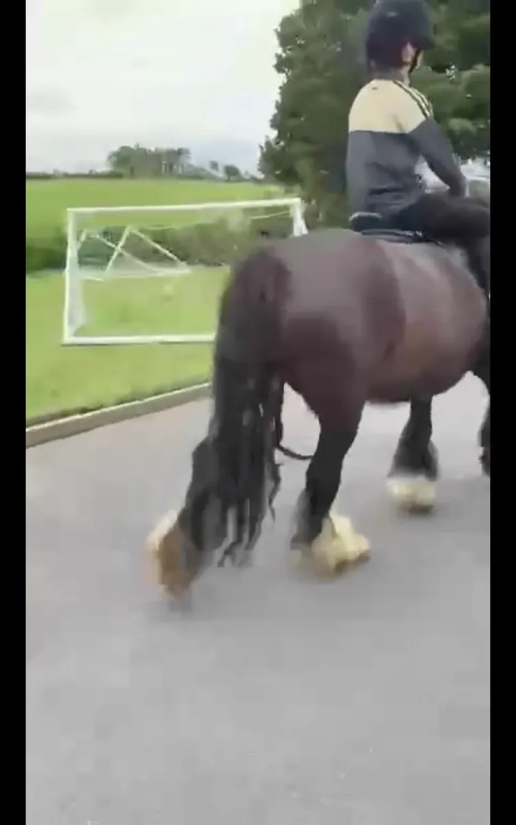 Mare ride drive 4sale - Image 4