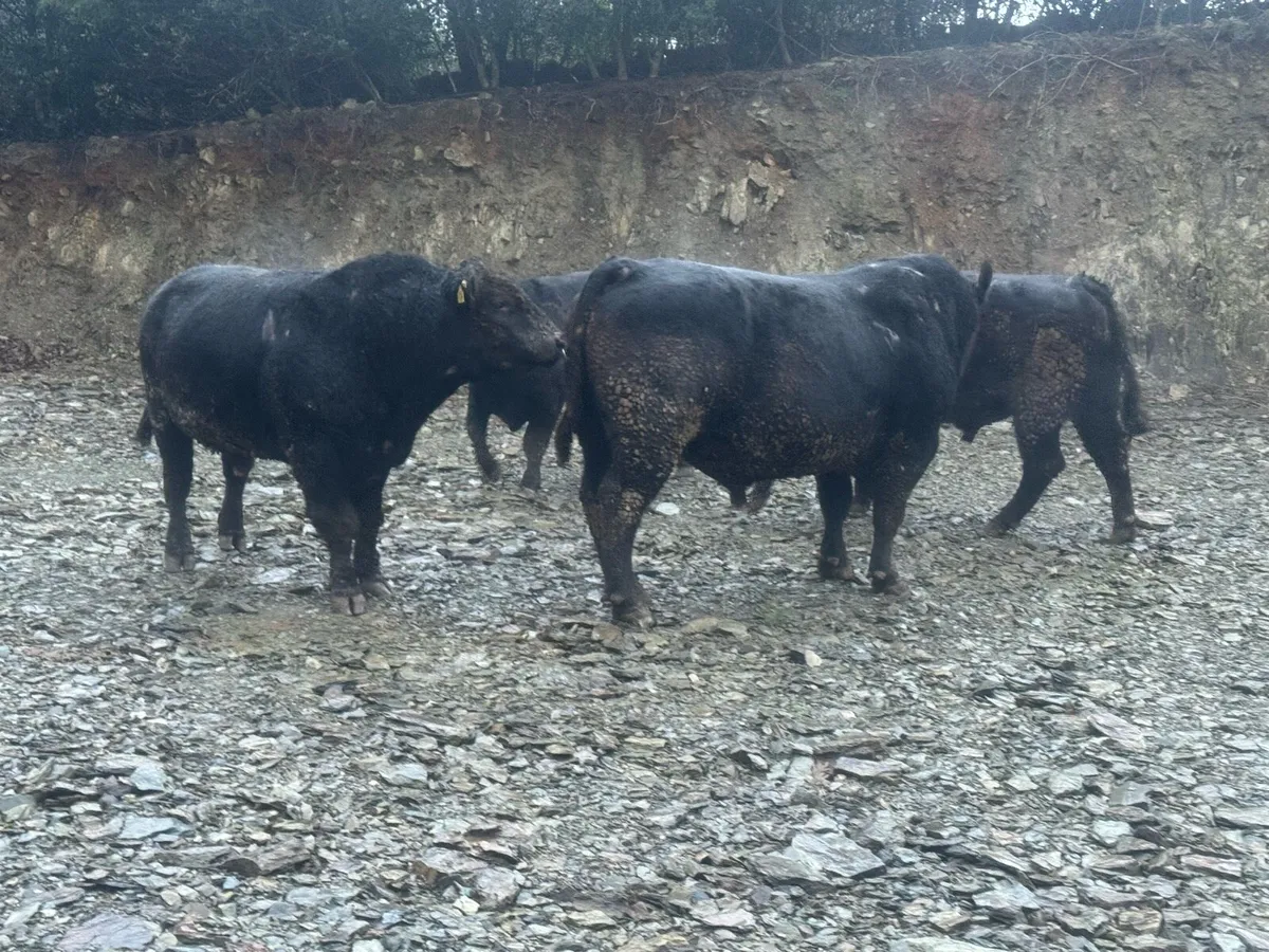50 —  Pedigree Angus & Hereford bulls - Image 1