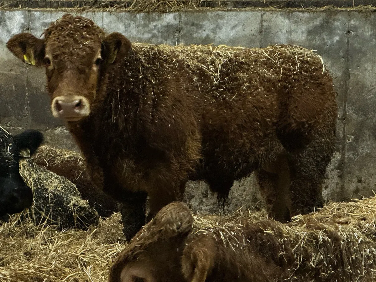 9 Pedigree Limousin & Simmental Bulls - Image 1