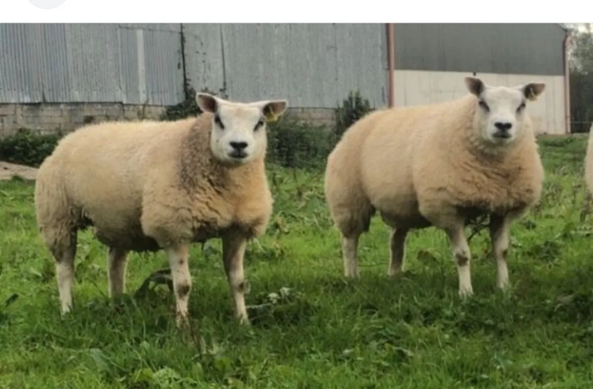 Macroom Mart sheep sales