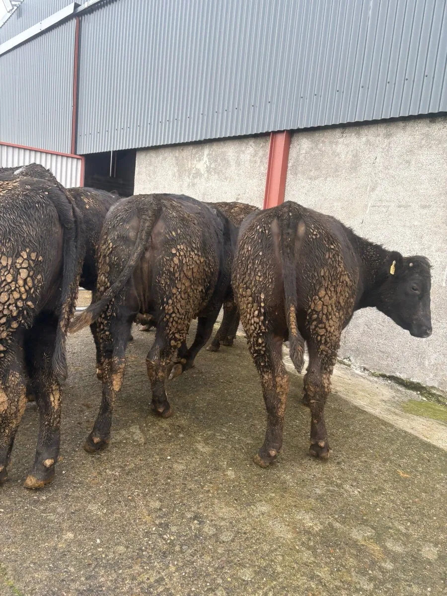 Angus heifers 450kgs 480kgs - Image 1