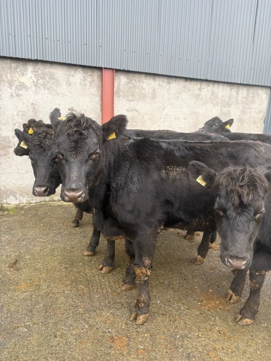 Angus heifers 450kgs 480kgs - Image 3