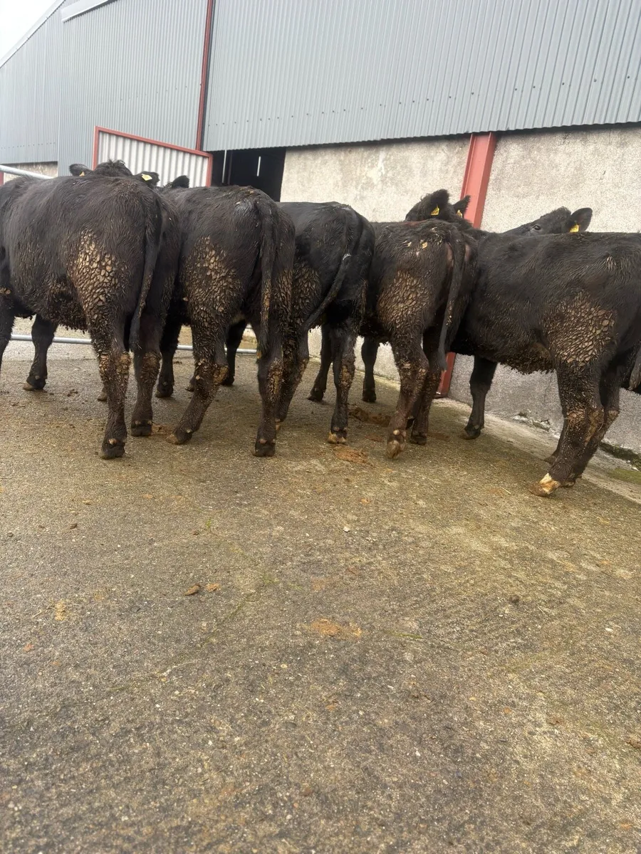 Angus heifers 450kgs 480kgs - Image 4