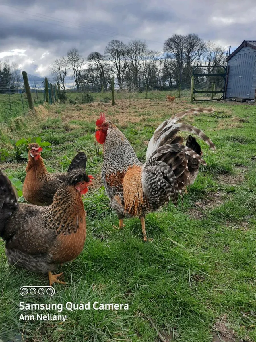 Poultry Hatching eggs and chicks - Image 4