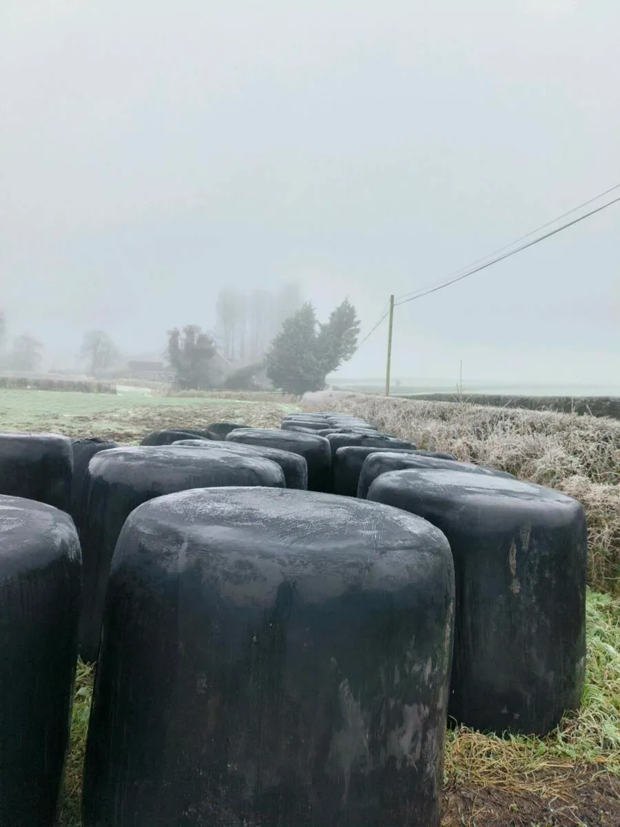 Silage for sale - Image 3