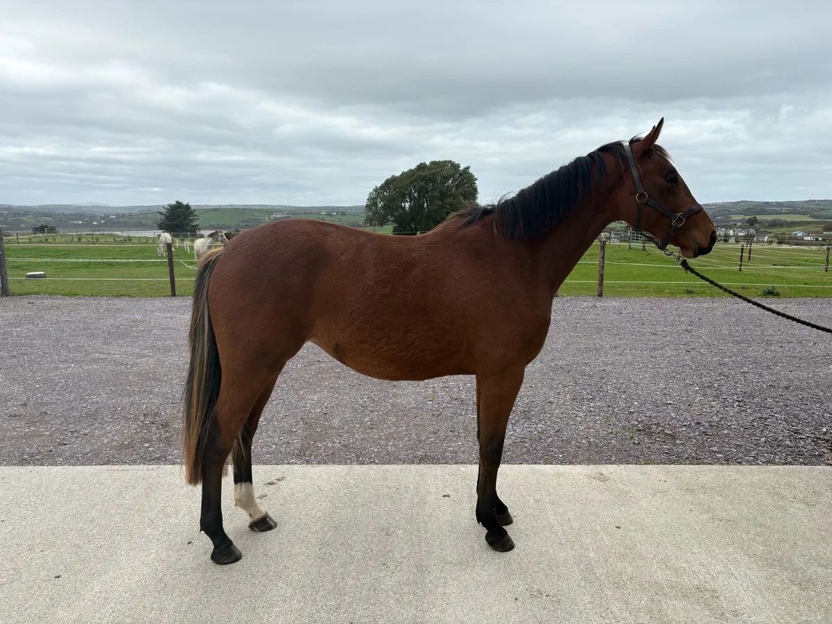 3 year old, 153cm Bay Filly - Image 2