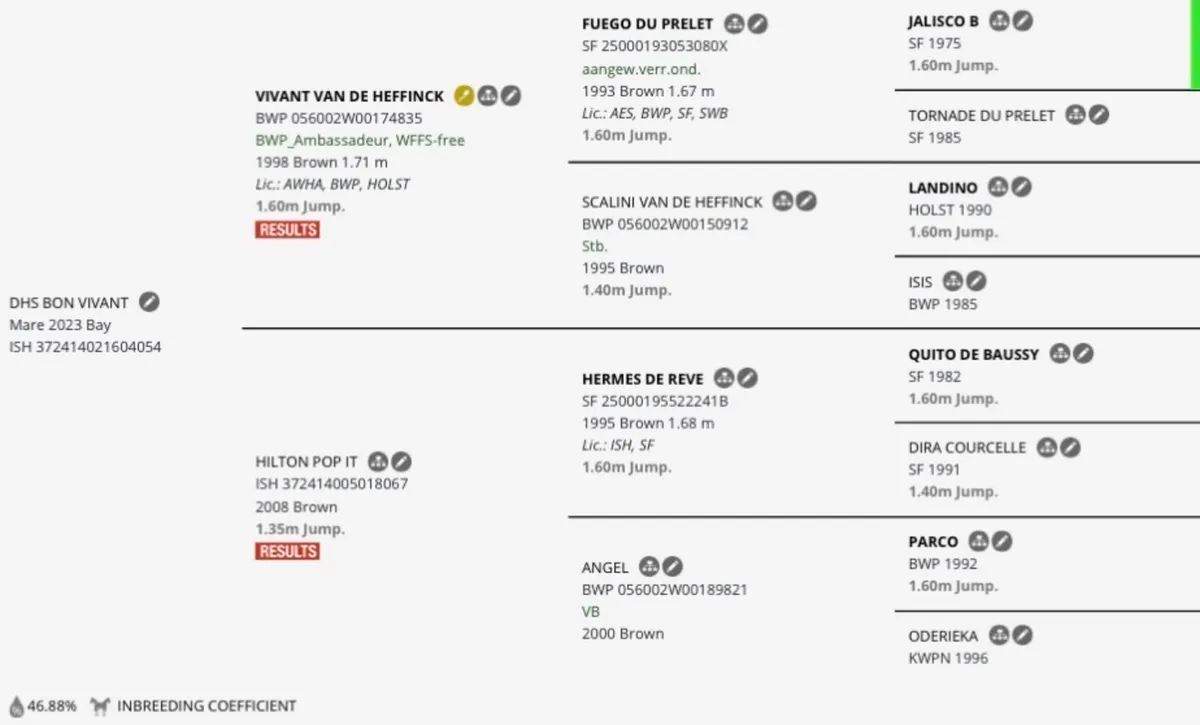 3 year old, 153cm Bay Filly - Image 3