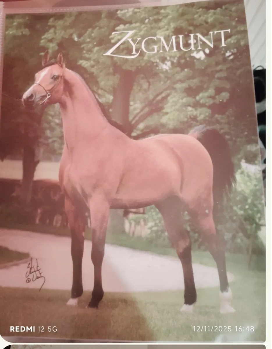 Part Arab colt - Image 1