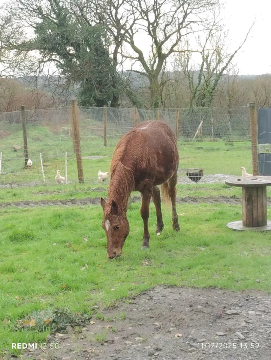 Part Arab colt - Image 4