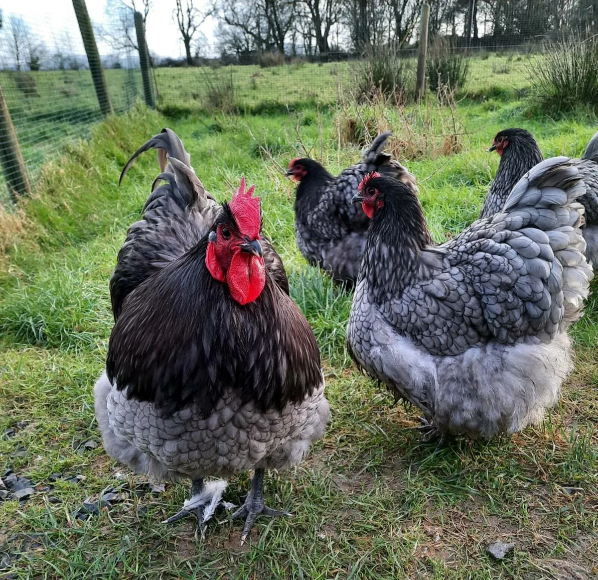 Poultry Hatching eggs and chicks - Image 3