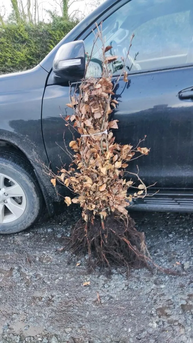 Green + Copper Beech from 1 euro each - Image 2