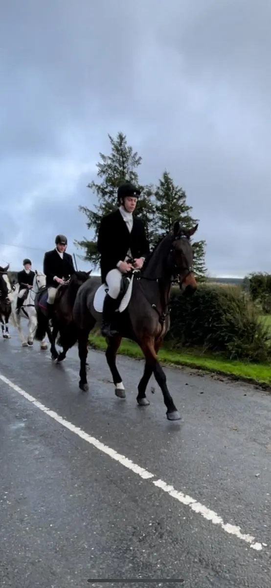 7year old Gelding - Image 4