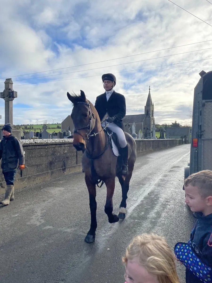 7year old Gelding - Image 1