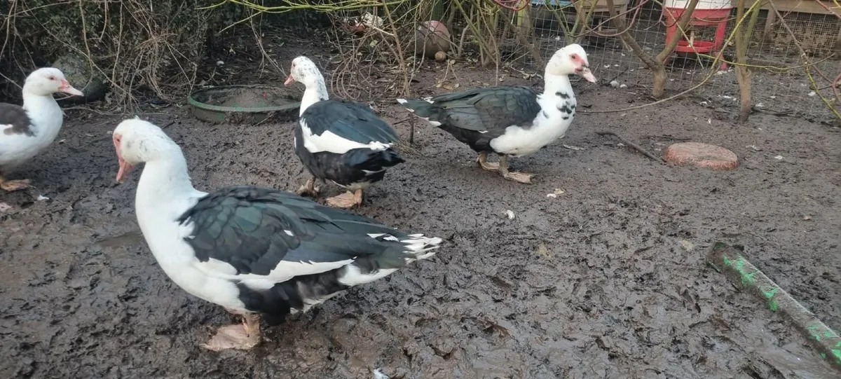 Muscovy Drakes - Image 2