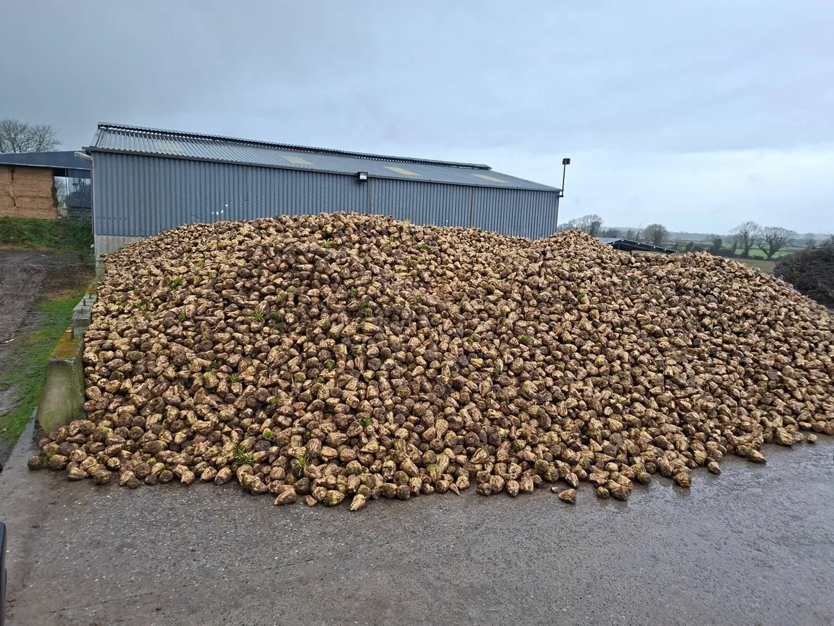 Sugar beet - Image 1