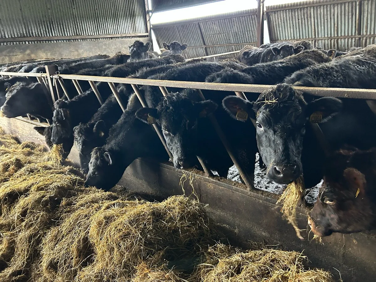 Angus and Hereford heifers - Image 3