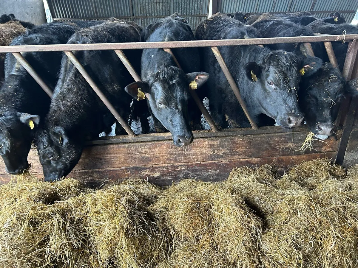 Angus and Hereford heifers - Image 4