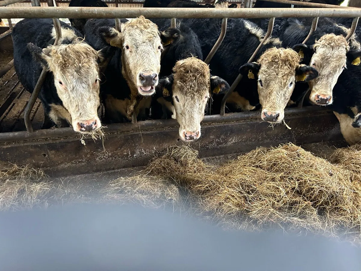 Angus and Hereford heifers - Image 1