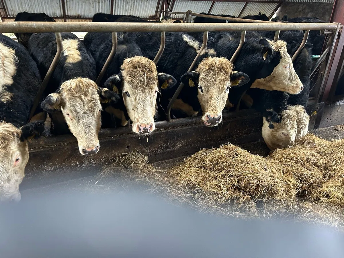 Angus and Hereford heifers - Image 2