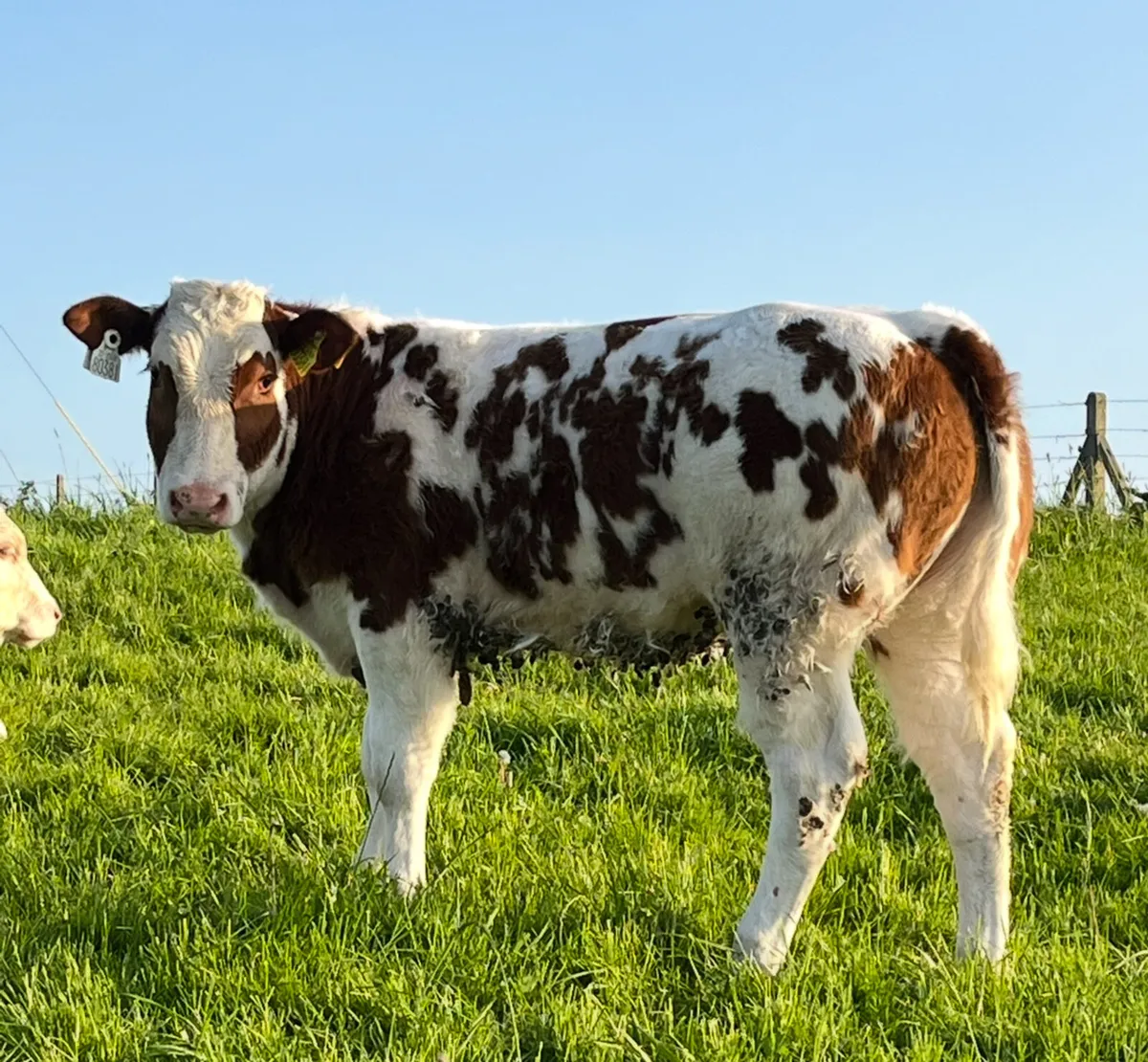 4 New Red(BB) x LMx(Rocky) embryos - Image 2