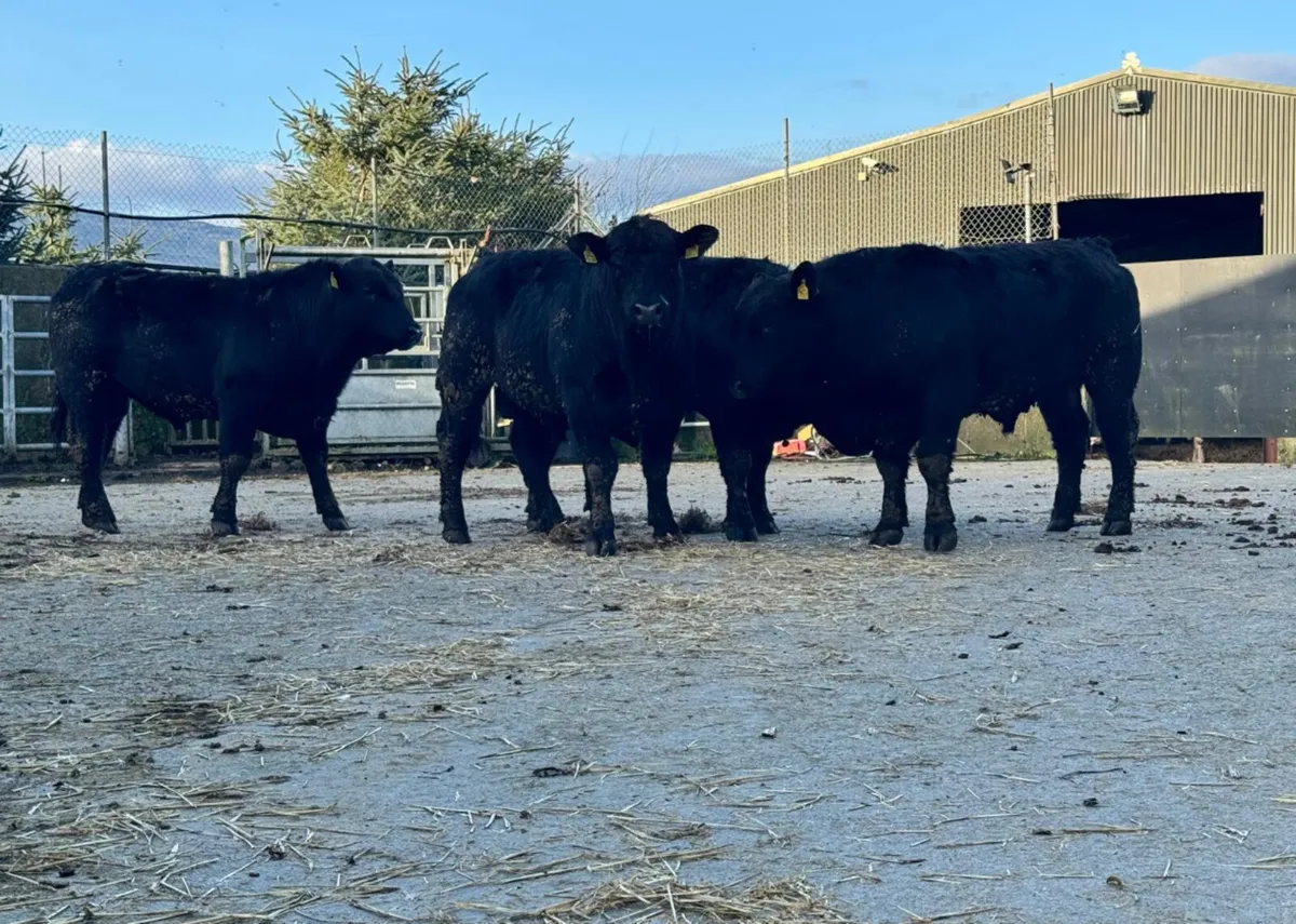 Large Selection of PBR Angus and Hereford Bulls - Image 1