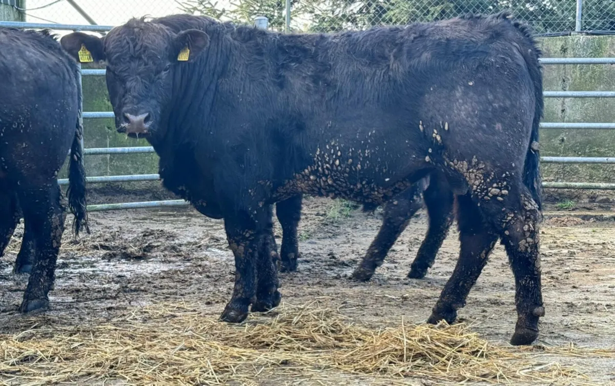 Large Selection of PBR Angus and Hereford Bulls - Image 3