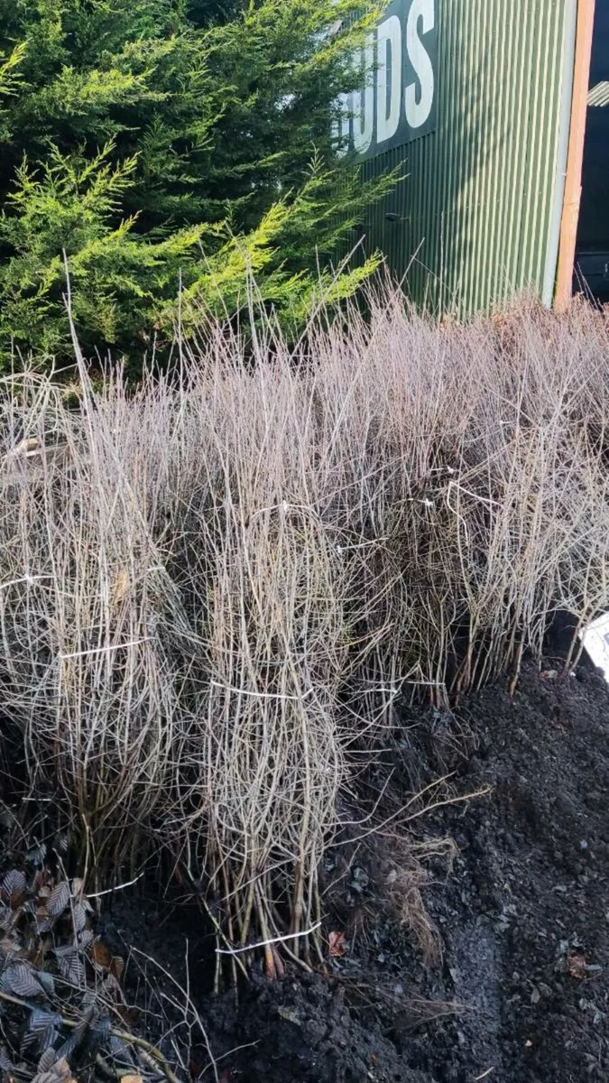 Black+ Whitethorn hedging from 30 cents - Image 4