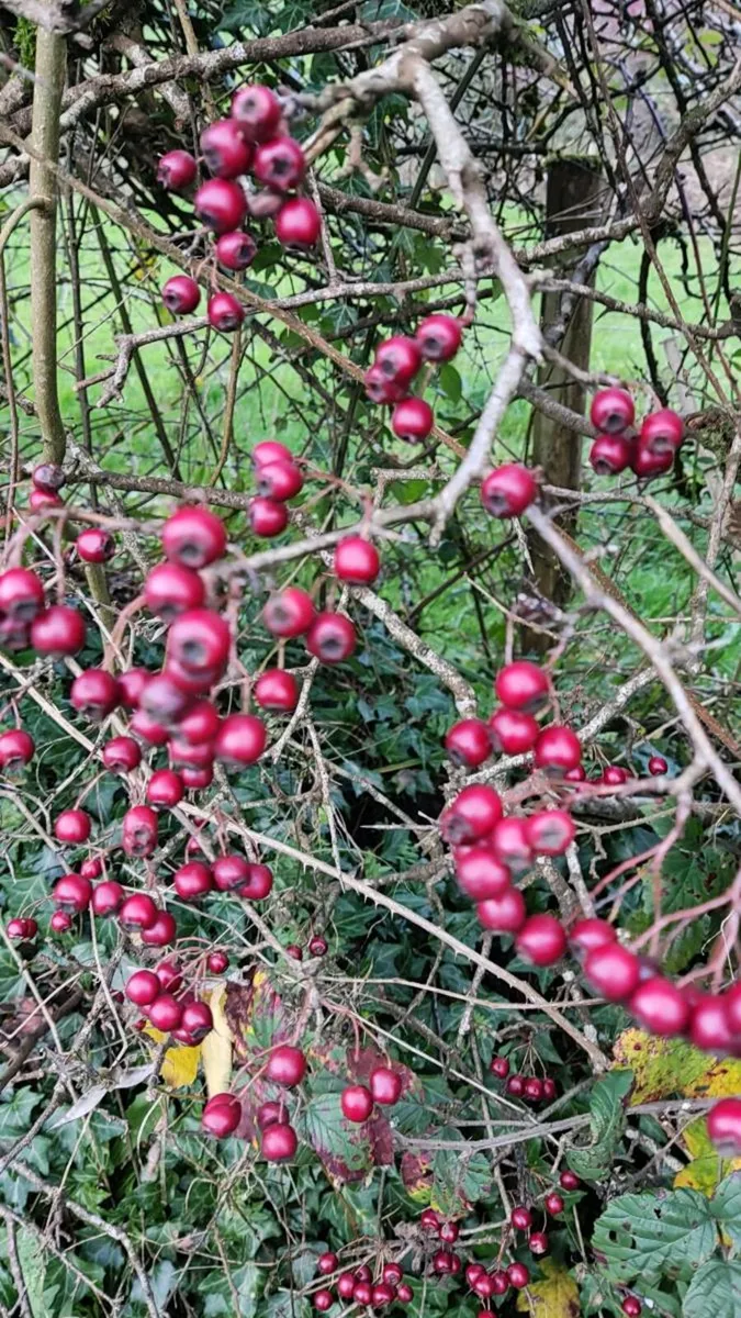 Black+Whitethorn Hedging from 30 cents - Image 1