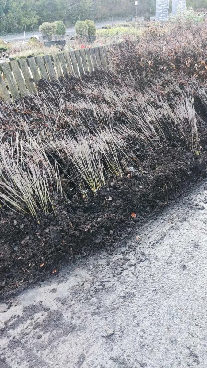 Black+Whitethorn Hedging from 30 cents - Image 3