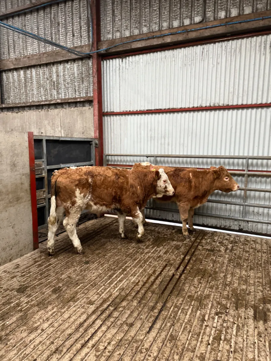 Cow makers - Image 1