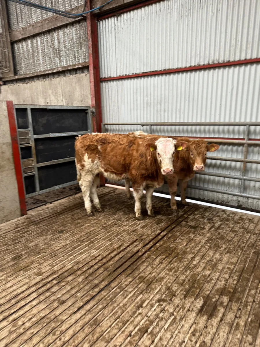 Cow makers - Image 2