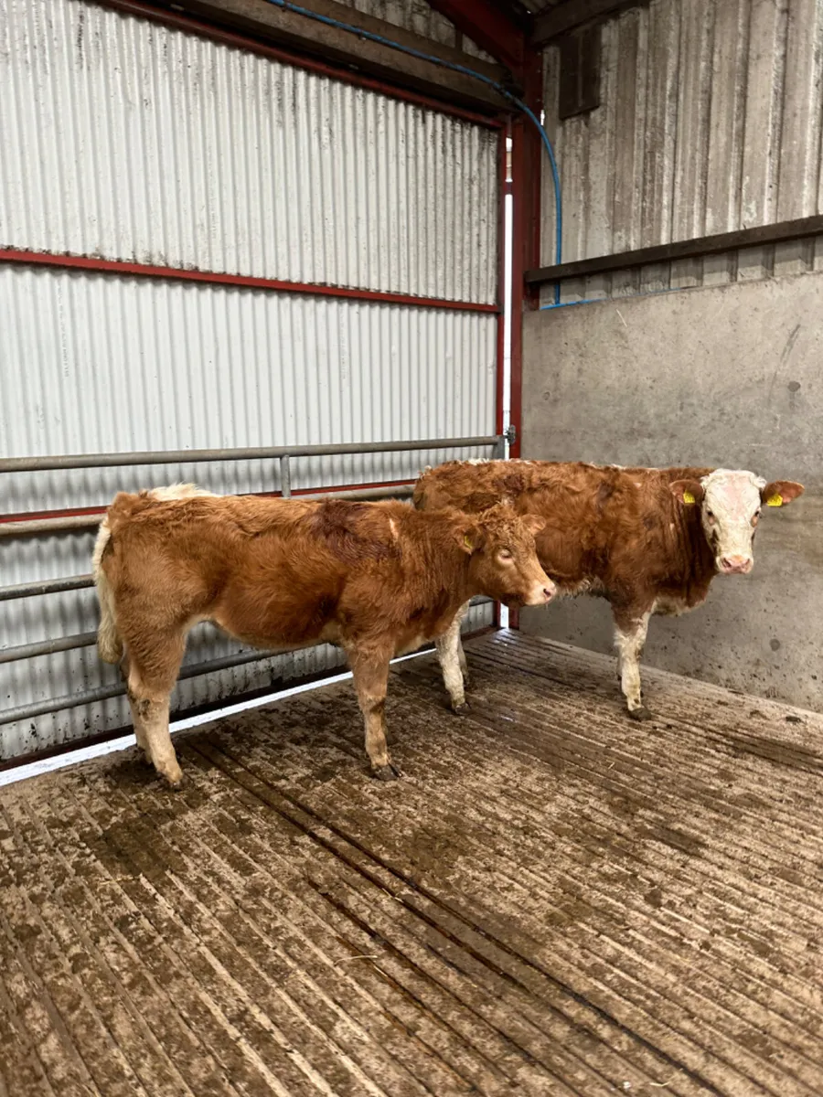 Cow makers - Image 4