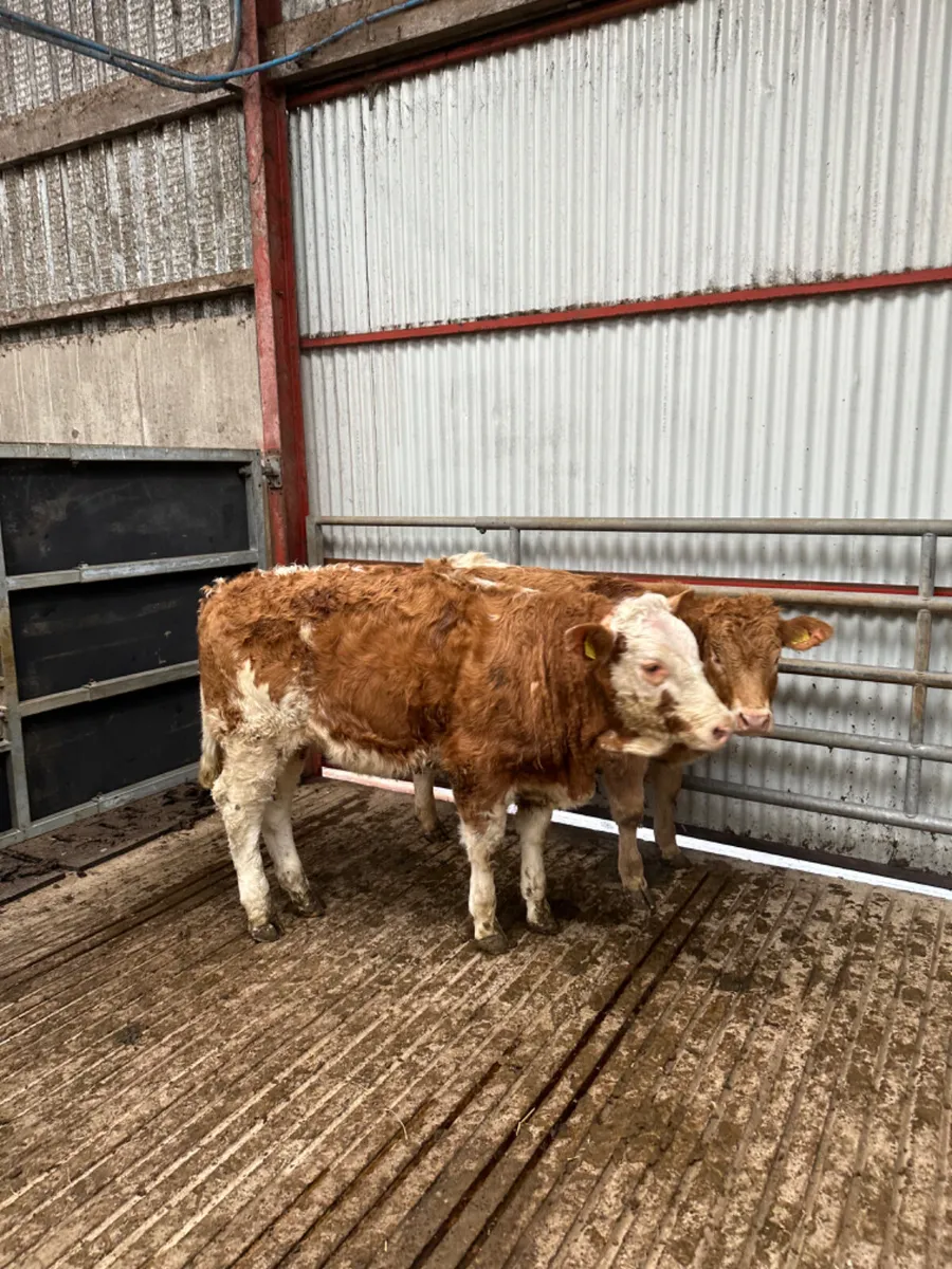 Cow makers - Image 3