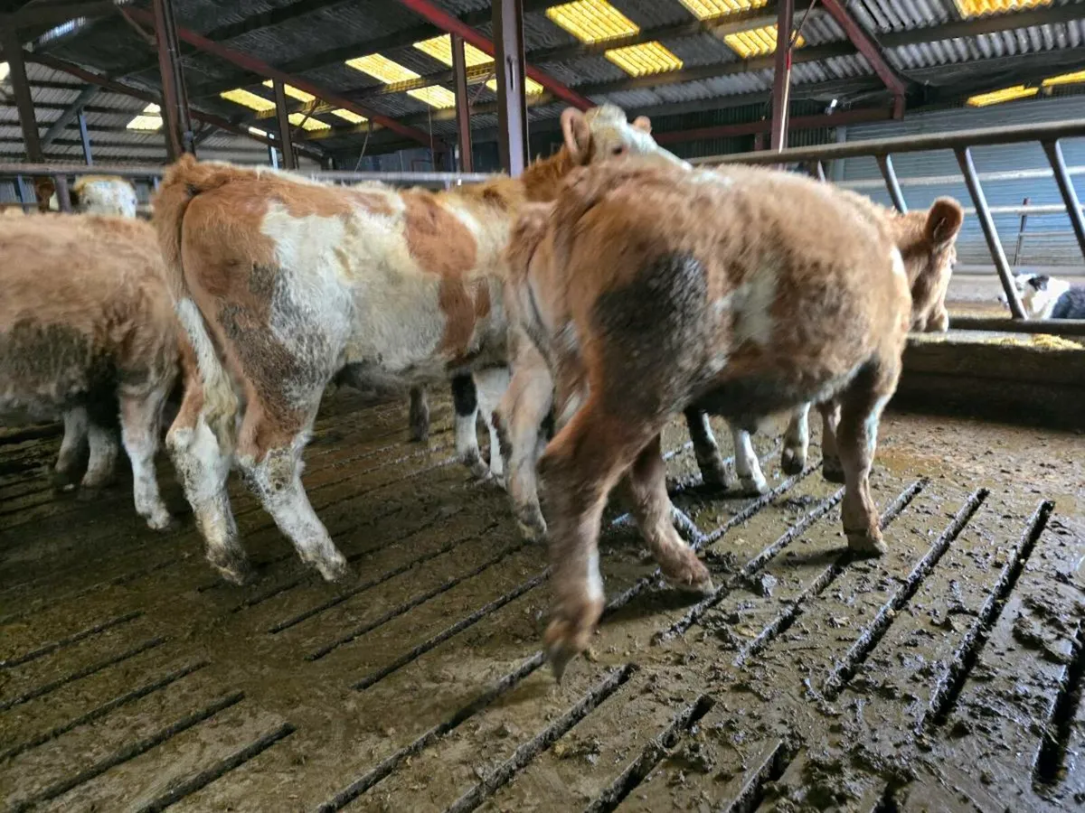 43 SI CH BB Weanlings - Image 3