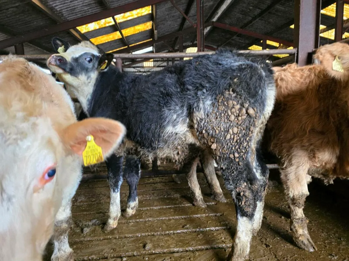 43 SI CH BB Weanlings - Image 2